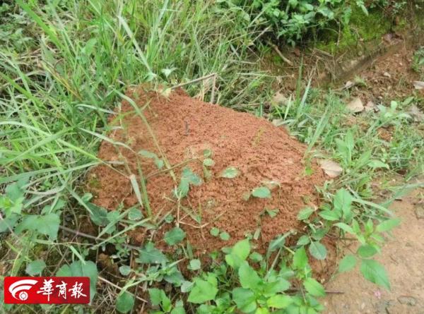 西安多地被列入“美国白蛾疫区”,官方曾高价通缉!还有一种虫子正在逼近秦岭