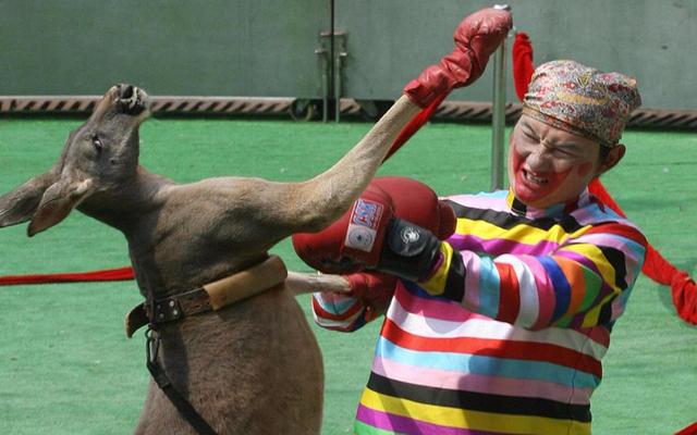 澳洲女子街遇巨型袋鼠,体型巨大胸肌夸张,只吃草为何如此强悍?