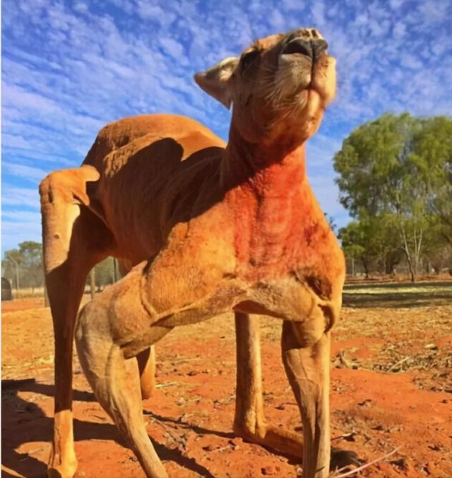 澳洲女子街遇巨型袋鼠,体型巨大胸肌夸张,只吃草为何如此强悍?