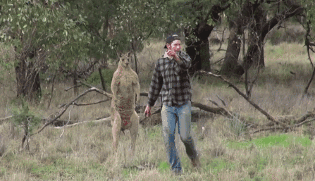 澳洲女子街遇巨型袋鼠,体型巨大胸肌夸张,只吃草为何如此强悍?