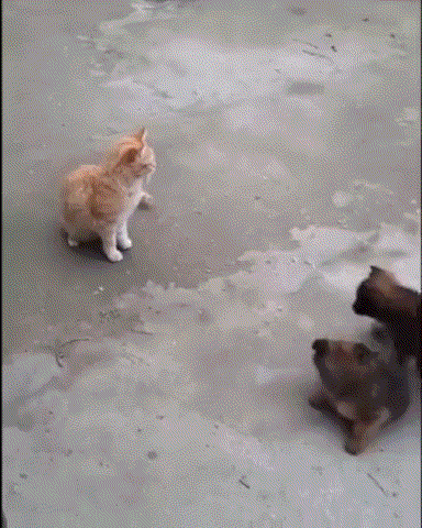 公司新来的女员工不仅身材好，工作能力也强，每次老板出差都带她