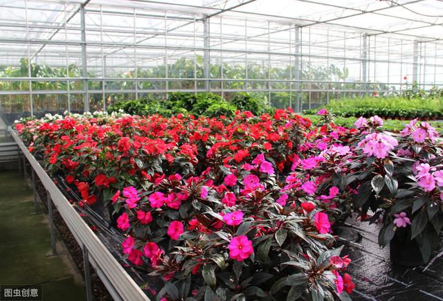 「原创」温室花朵