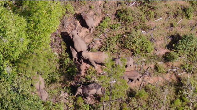 逛逛吃吃睡睡，“北漂”象群回家后胖了！一路同行的他说：大象知道人类在帮它