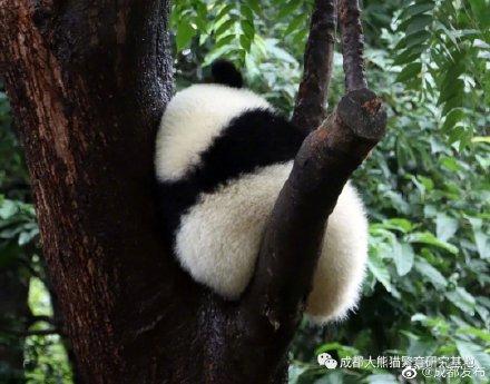 有一种可爱，叫大熊猫的背影