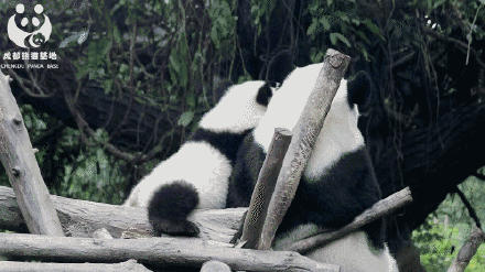 有一种可爱，叫大熊猫的背影