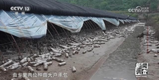 泡水菌棒如何处理？如何减少农户经济损失？八方支援辽宁建昌县灾后重建