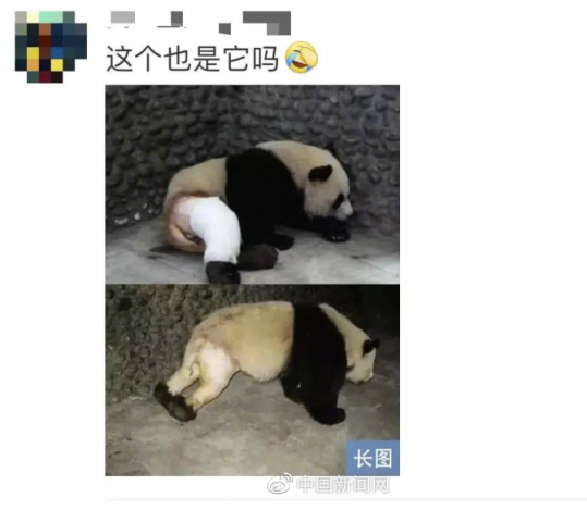 天选倒霉熊“缘小”又上热搜了,网友笑盘“黑历史”