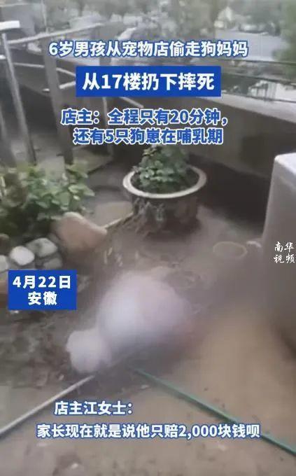 监控曝光!男孩偷走宠物店的狗从17楼摔死,家长:孩子太小不懂事