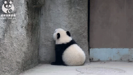 有一种可爱，叫大熊猫的背影