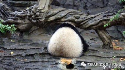有一种可爱，叫大熊猫的背影