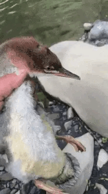 公司新来的女员工不仅身材好，工作能力也强，每次老板出差都带她