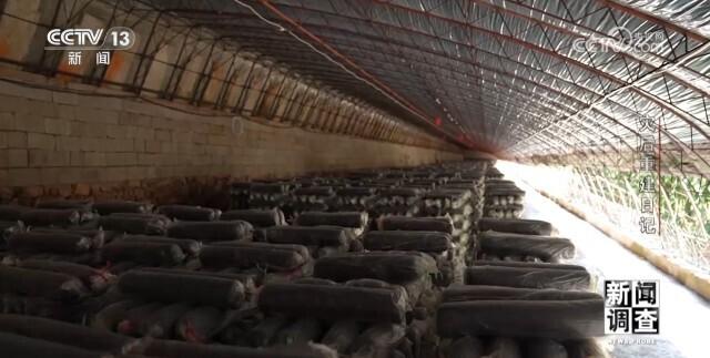 泡水菌棒如何处理？如何减少农户经济损失？八方支援辽宁建昌县灾后重建