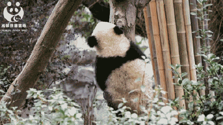 有一种可爱，叫大熊猫的背影