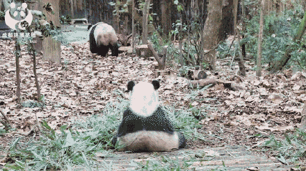 有一种可爱，叫大熊猫的背影