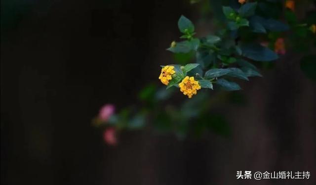 草木潤性，塵沸亂心，多聞草木少識人。