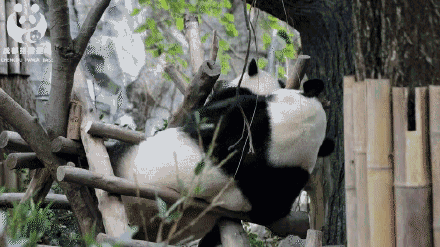 有一种可爱，叫大熊猫的背影