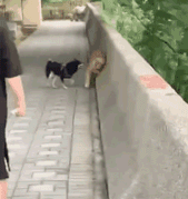 公司新来的女员工不仅身材好，工作能力也强，每次老板出差都带她