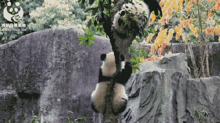 有一种可爱，叫大熊猫的背影