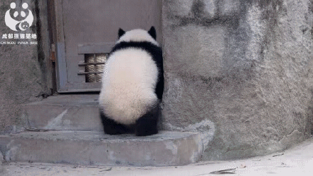 有一种可爱，叫大熊猫的背影