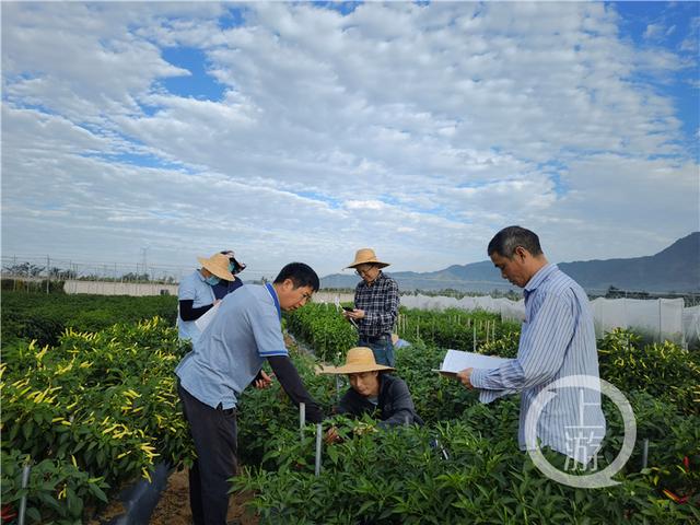 重庆种子“变形记”③丨一粒辣椒种子撑起的“火红产业”