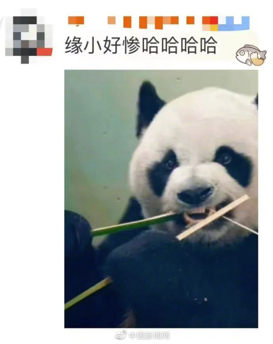 天选倒霉熊“缘小”又上热搜了,网友笑盘“黑历史”