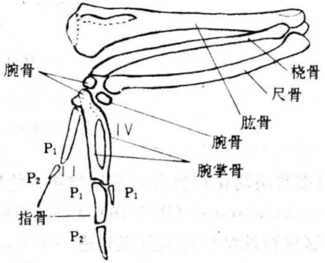 人类是由鱼进化来的，有化石作证，从鱼到人如何进化？