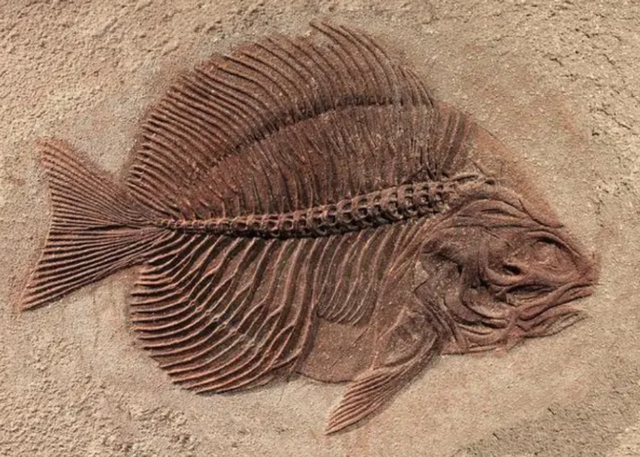 人类是由鱼进化来的，有化石作证，从鱼到人如何进化？