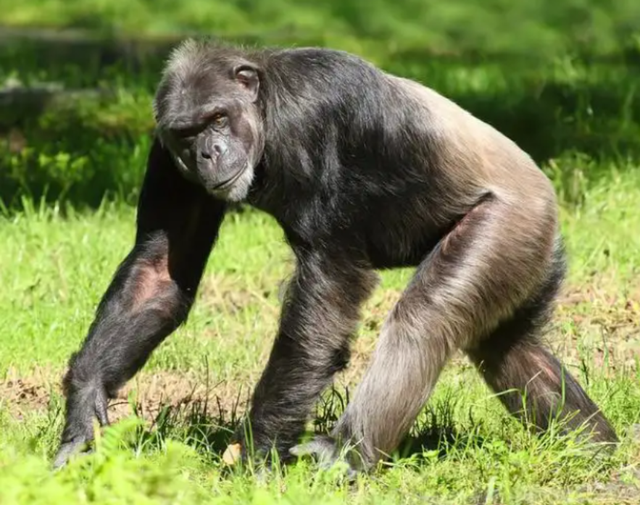 人类是由鱼进化来的，有化石作证，从鱼到人如何进化？