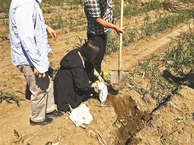 “大葱毒死羊”案两名种植户获刑 曾在山东寿光毒死百余只羊