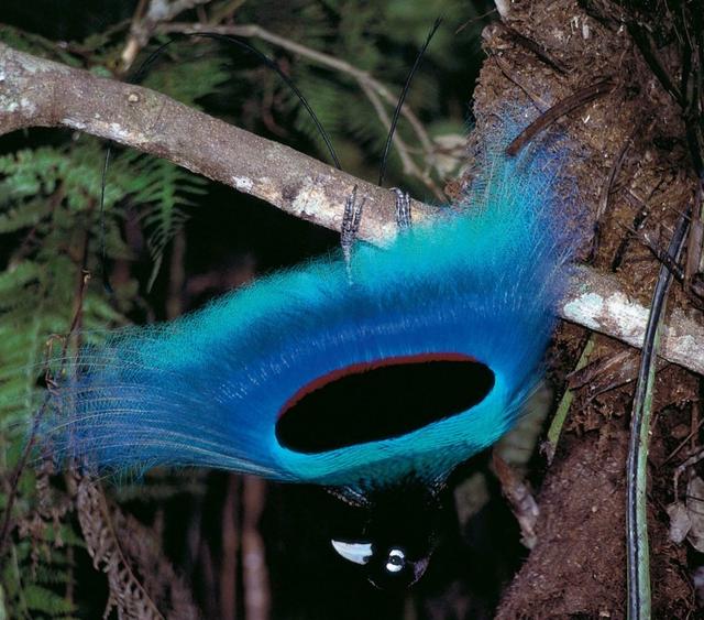 来自天堂的——绝美极乐鸟