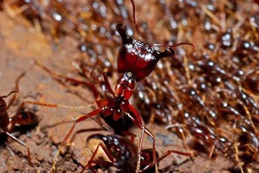 动物的天堂,人类的禁区,亚马逊热带雨林到底有多恐怖?