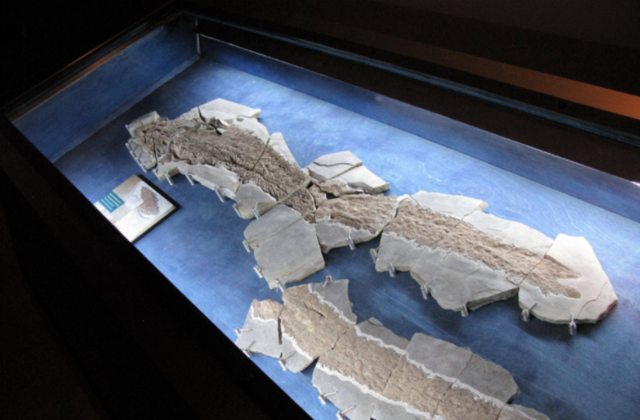 人类是由鱼进化来的，有化石作证，从鱼到人如何进化？