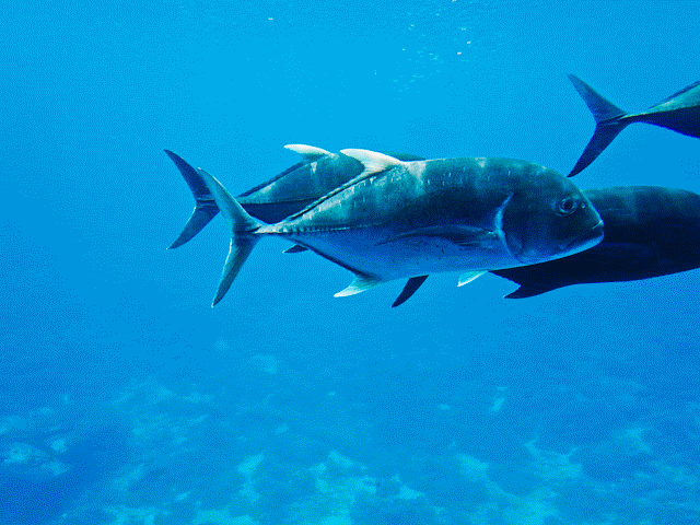 人类是由鱼进化来的，有化石作证，从鱼到人如何进化？