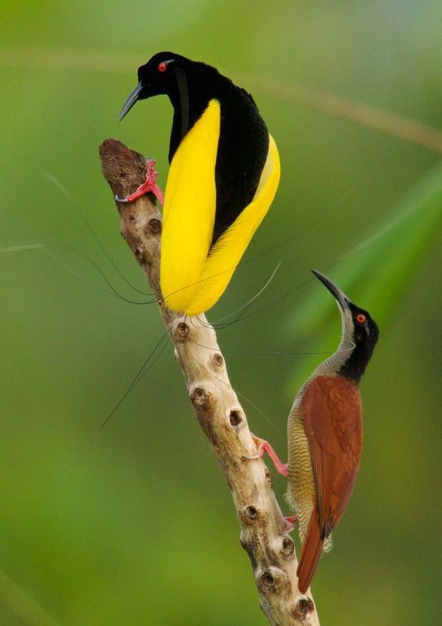 来自天堂的——绝美极乐鸟