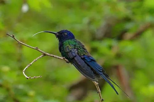 动物的天堂,人类的禁区,亚马逊热带雨林到底有多恐怖?