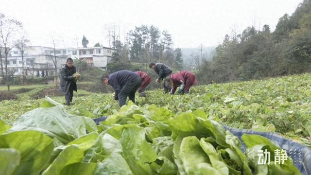 我的名字叫“红军”丨“红军”书记闪亮红星村