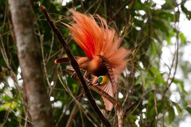 来自天堂的——绝美极乐鸟