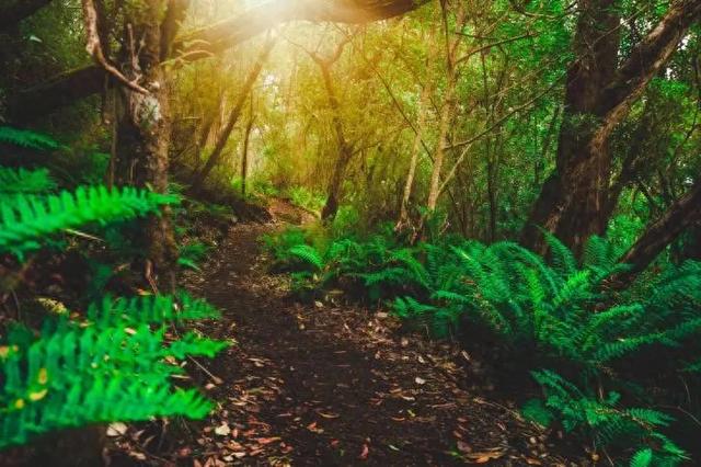 动物的天堂,人类的禁区,亚马逊热带雨林到底有多恐怖?