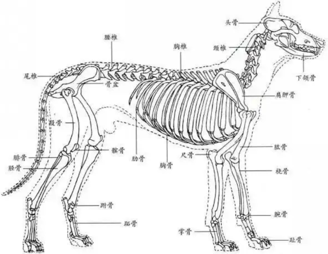 人类是由鱼进化来的，有化石作证，从鱼到人如何进化？
