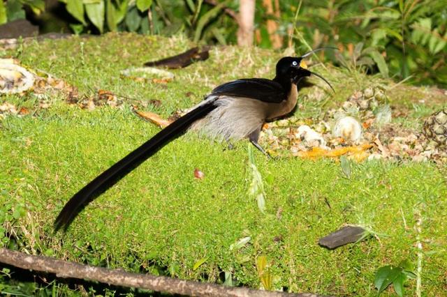 来自天堂的——绝美极乐鸟