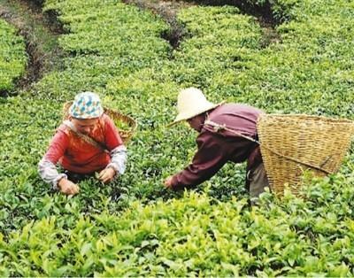 去倚邦探普洱茶碑