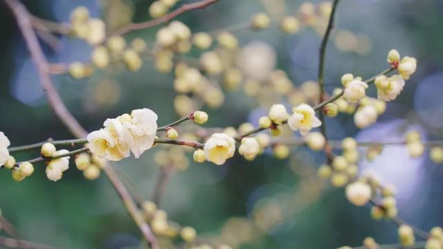 开了！杨浦第一抹春色已上线，就在……