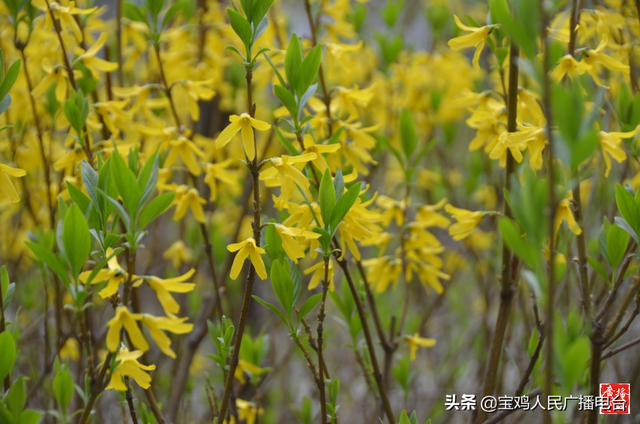 宝鸡市东仁堡小学:敦厚仁爱 春风物语