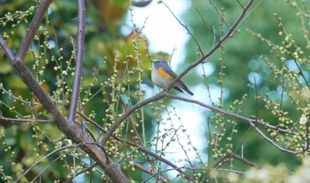 开了！杨浦第一抹春色已上线，就在……