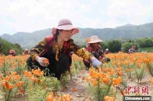 光辉时代(青海“光辉村”迎“光辉时代”：从“广种薄收”到特色种植)