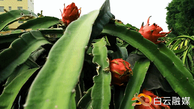 走!打卡云溪湾,尝乡间美食、看农家晒稻、走绿道摘果蔬……