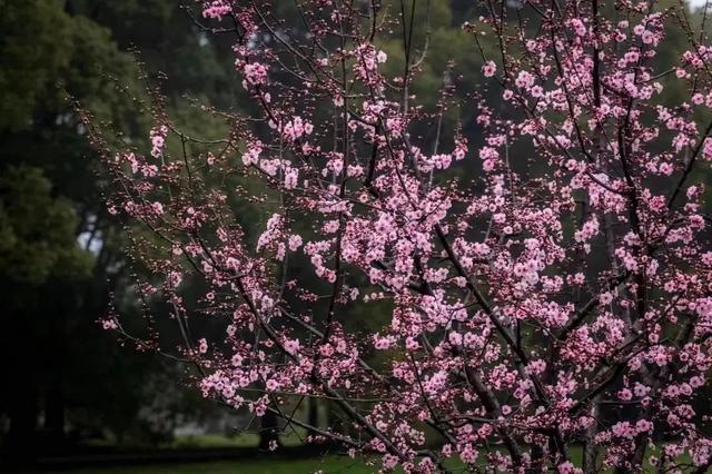 开了！杨浦第一抹春色已上线，就在……