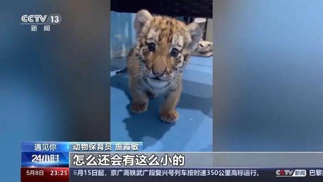 这届年轻人带薪“撸虎玩熊”?网友:梦想职业无疑了