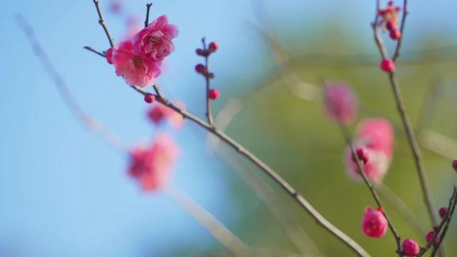 开了！杨浦第一抹春色已上线，就在……
