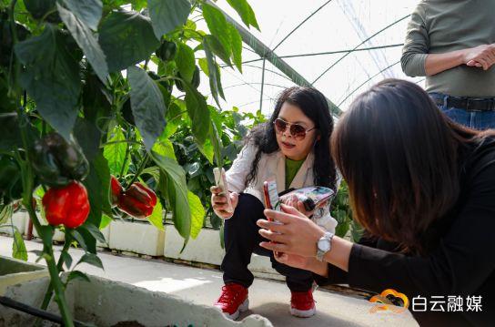 走!打卡云溪湾,尝乡间美食、看农家晒稻、走绿道摘果蔬……